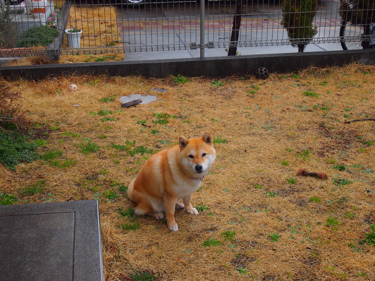 里奇·麦考的无畏精神激励了全黑队的一代又一代球员,里奇麦考橄榄球