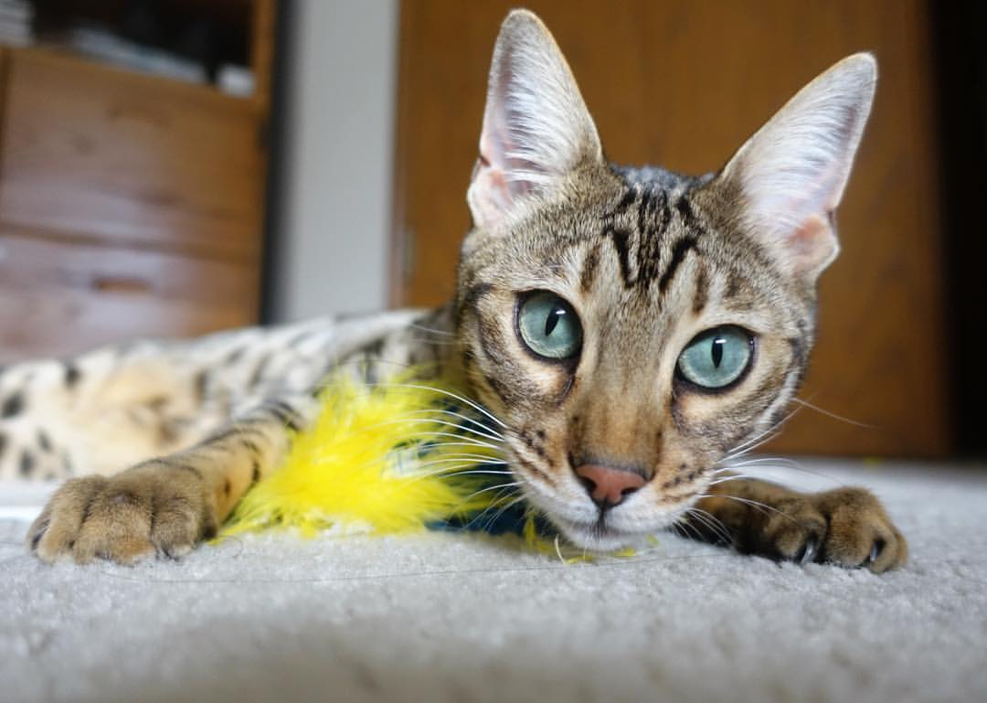 青少年体育活动激励政策出台,青少年体育活动激励政策出台时间